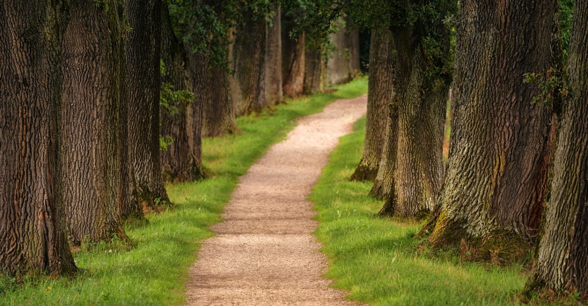 tree avenue path nature hike forest hiking trail mood path path path path path nature forest
