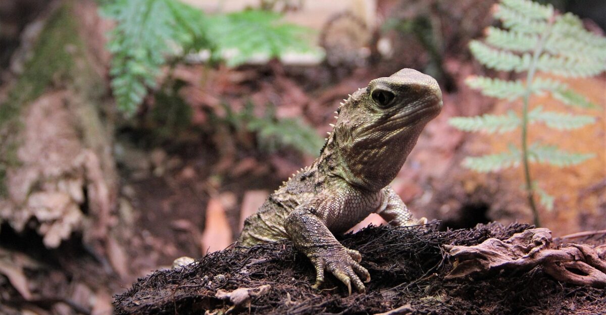 tuatara reptile scales lizard old dragon nz new zealand mount bruce wairarapa nature wildlife animals eye legs watching green endangered protected colorful environment bush leaves tuatara tuatara tuatara tuatara tuatara