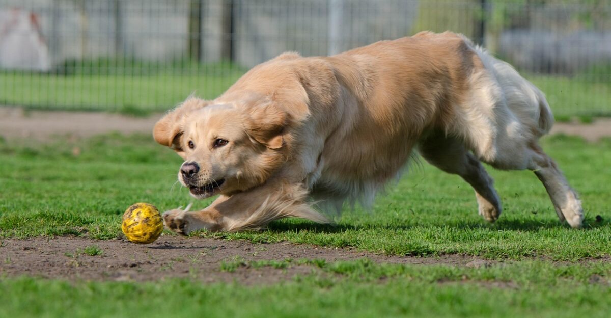 golden retriever ball balljunkie on ball hunting running dog apport summer dog run nature animal shelter dog boarding animal boarding playing dog