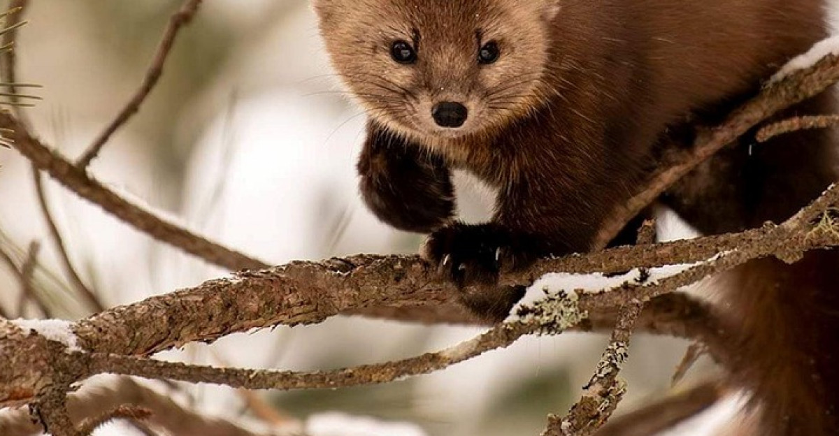 pine marten marten animal mammal wildlife branches tree fur winter snow nature closeup