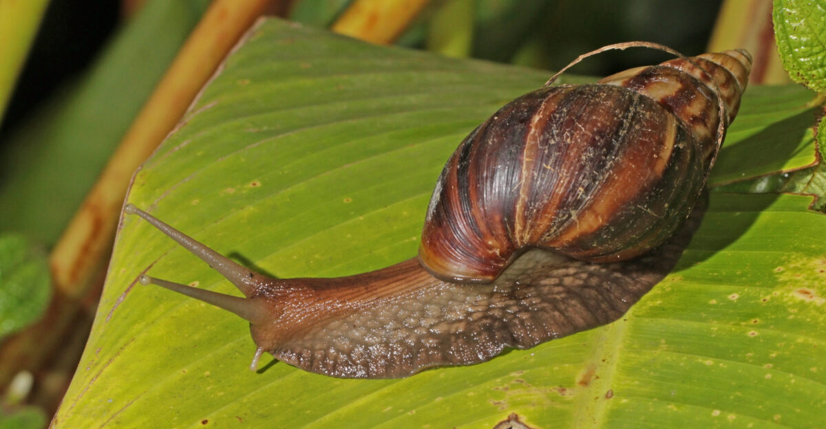 Giant African land snail Achatina fulica Ranomafana National Park Madagascar