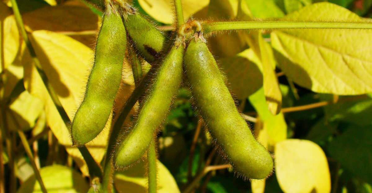 Glycine max Fabeceae Soybean fruits Botanical Garden KIT Karlsruhe Germany