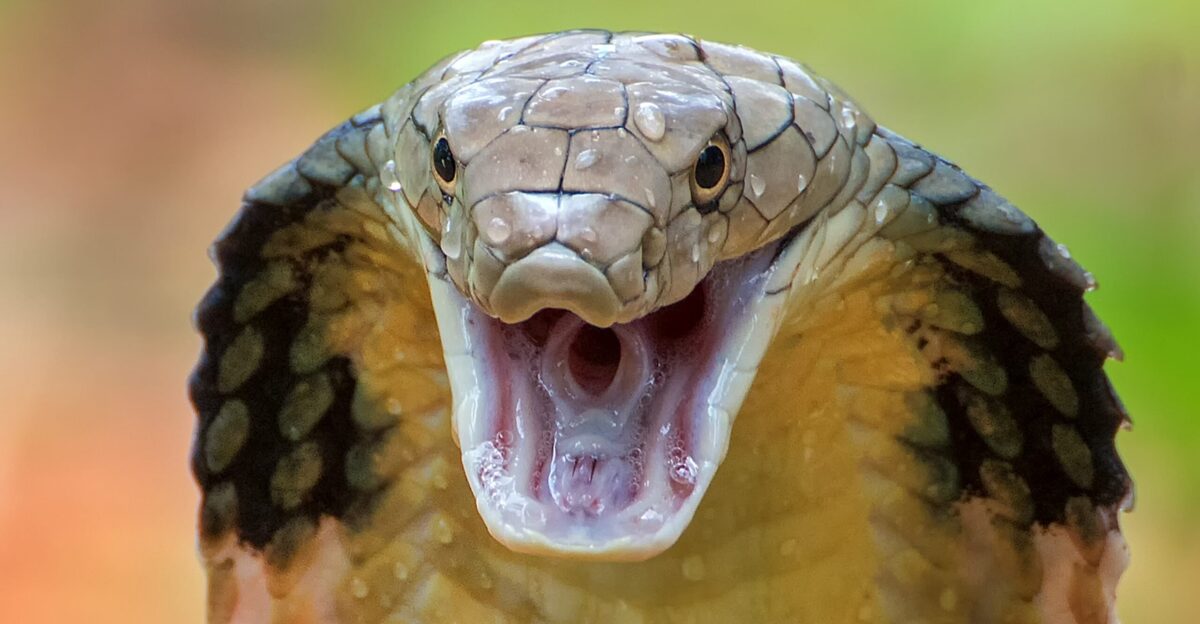 of the most venomous snakes on the planet Live Science