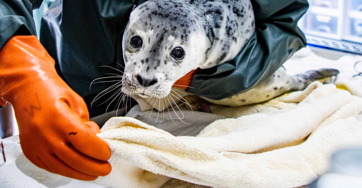 and 2021 Combined Report of Marine Mammal Strandings in the