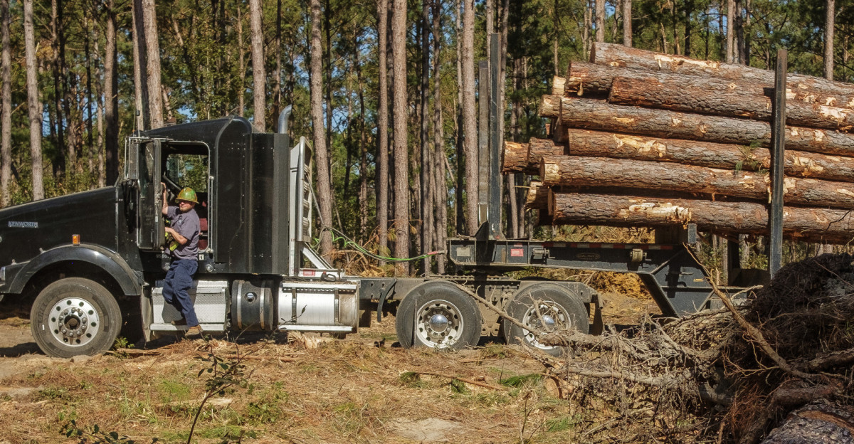 Hurricane Helene knocked a massive hole in Georgia s timber