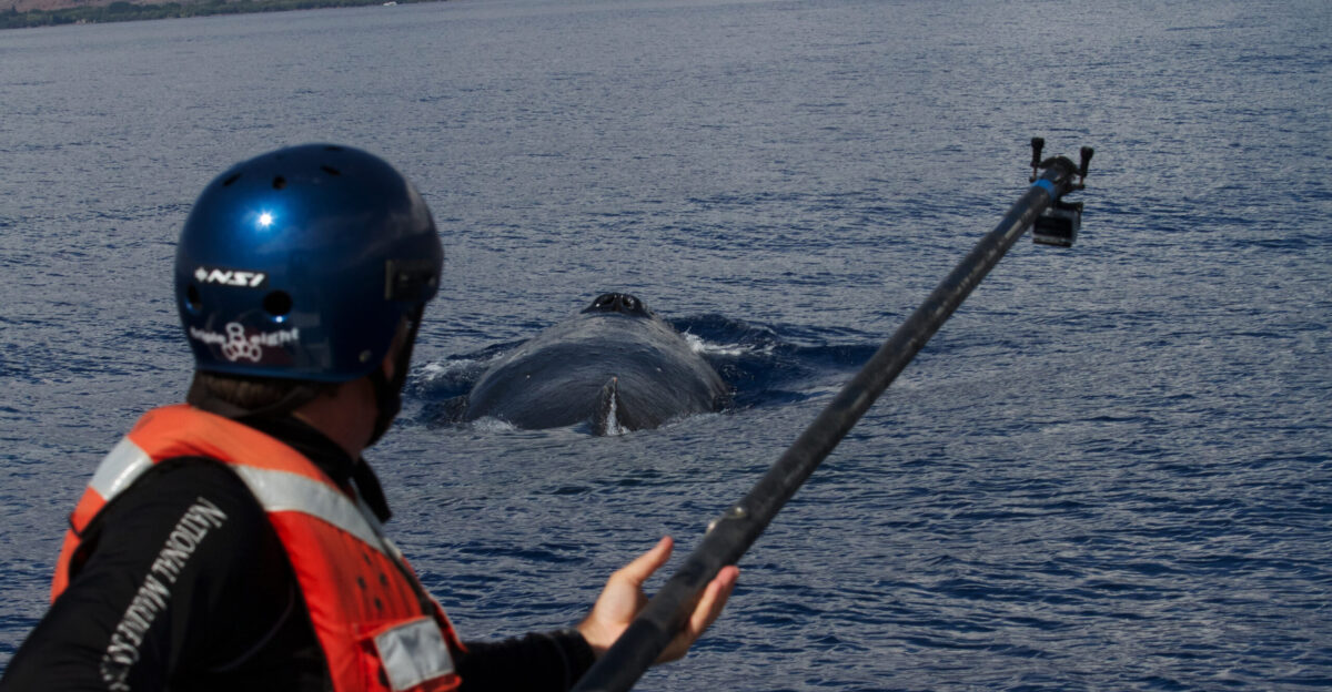 Here s a whaley great way to spend your work day whale research Hawaiian Islands Humpback Whale National Marine Sanctuary was designated to protect humpback whales and their habitat in Hawai i A key part of that is science research and long-term monitoring help scientists understand whales habitat requirements population size threats and other important topics Here a researcher prepares to lower a camera into the water to view a humpback whale Photo S Eldridge NOAA under NOAA Permit 15240