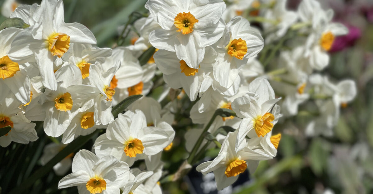 Mendocino Coast Botanical Gardens