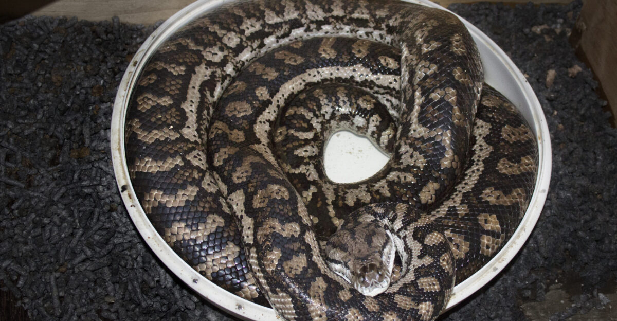 A captive adult male Murray Darling python soaking in a dish of water in Darwin Northern Territory Australia At the time the photograph was taken he was 1 8m long weighed 4 4kg and was 5 years old This image has been edited to reduce shadows on the snake which were generated by the use of a flash