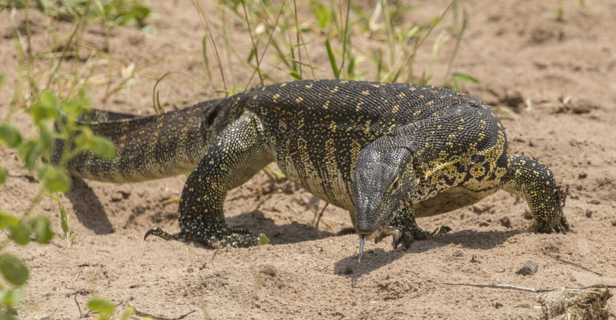 Nile monitor - Wikipedia