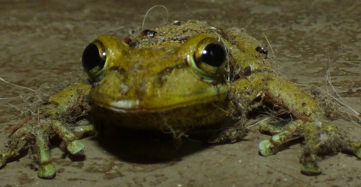 Cuban Tree Frog Osteopilus septentrionalis