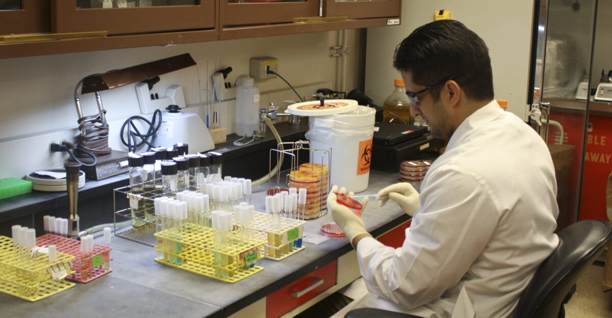 October 2012 FDA Sunland Microlab Denver CO Microbiologist Andrew Gonzales streaks a growth medium containing nutrients onto a petri dish The Salmonella being analyzed will flourish in this medium For more information read the Consumer Update at