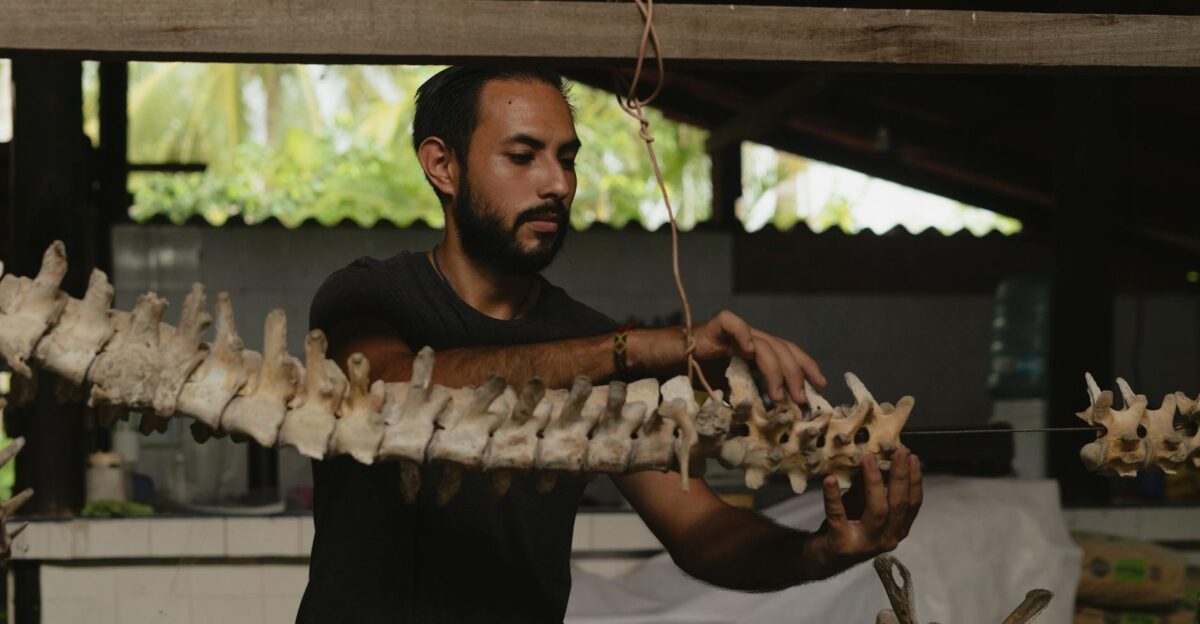 A paleontologist carefully examines a reptile skeleton structure indoors in Mexico