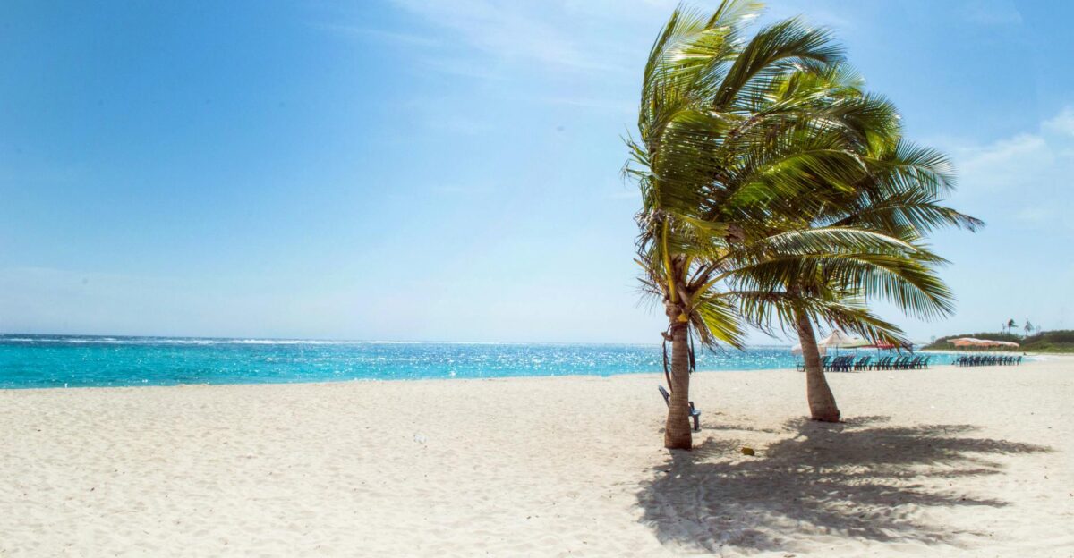 Serene tropical beach scene in La Luisa Venezuela featuring palm trees and clear blue waters