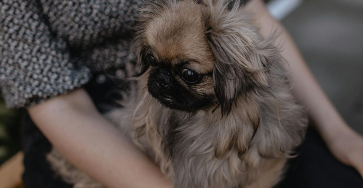 A close-up of a fluffy Pekingese dog sitting on its owner s lap outdoors