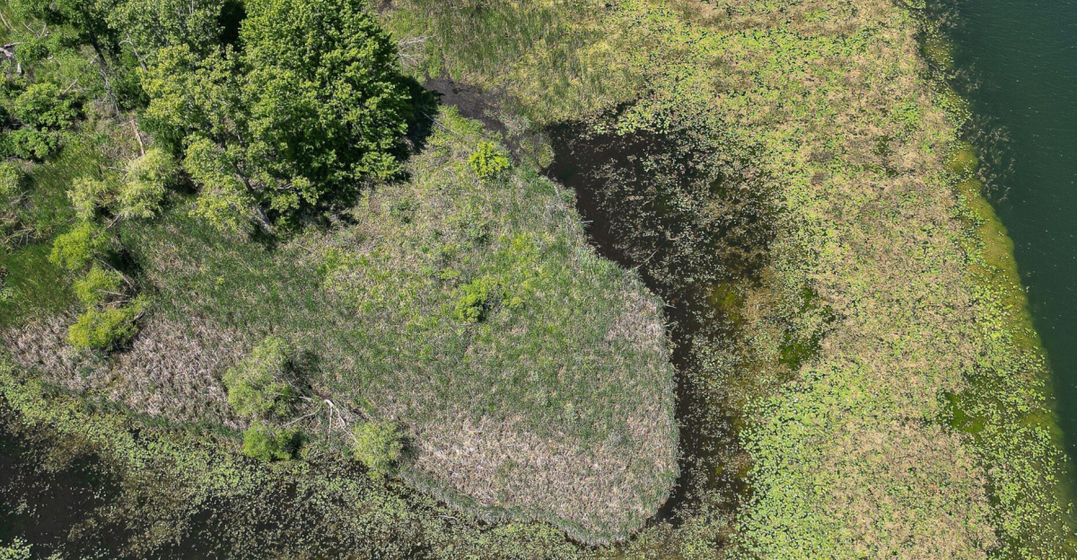 A stunning aerial view of green wetlands in Kalamazoo, Michigan, featuring trees and water plants.