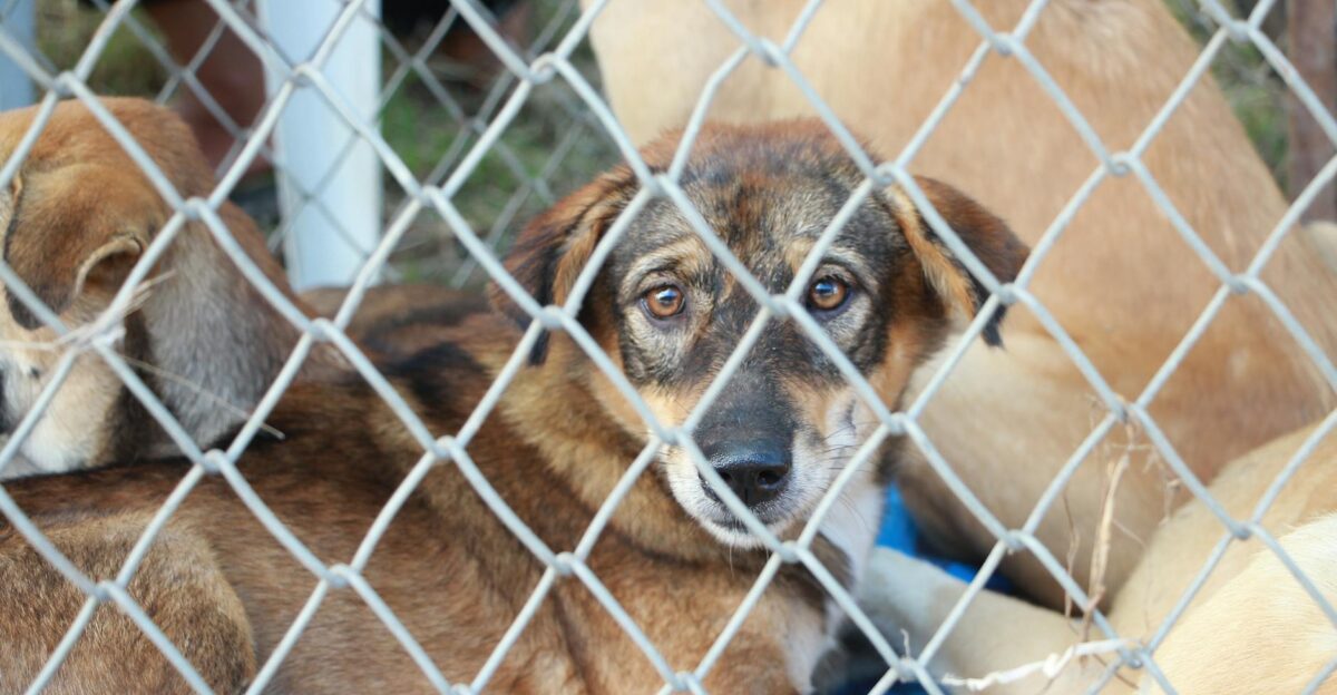 A rescue dog looks through a wire fence living in a shelter awaiting adoption