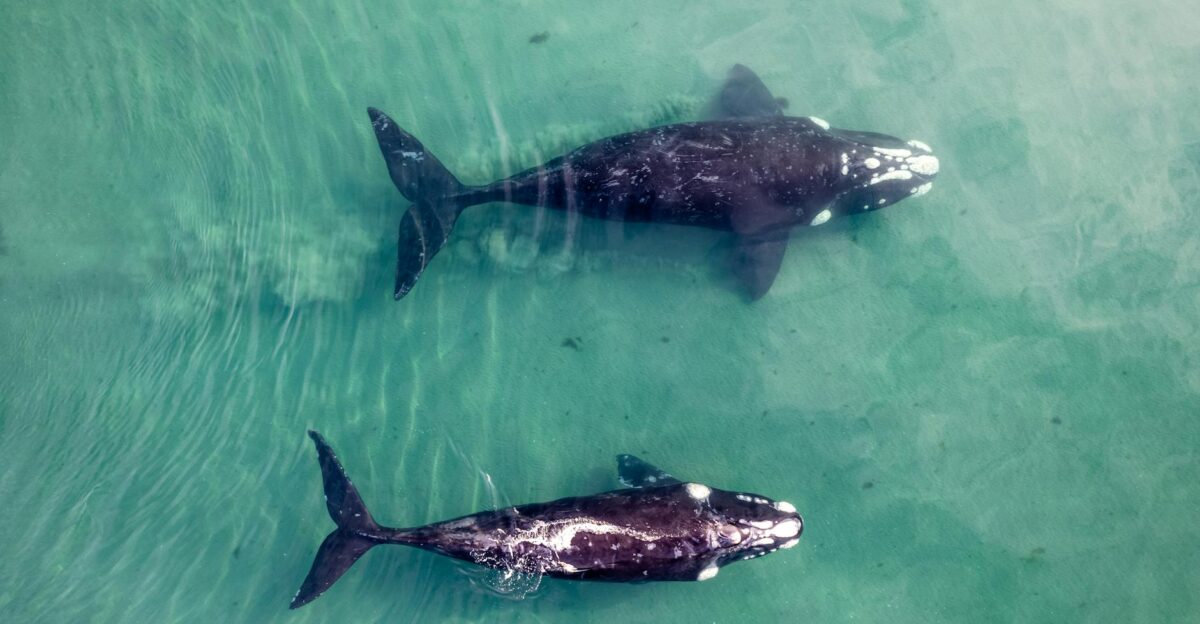 Two whales swimming in clear turquoise waters captured from above
