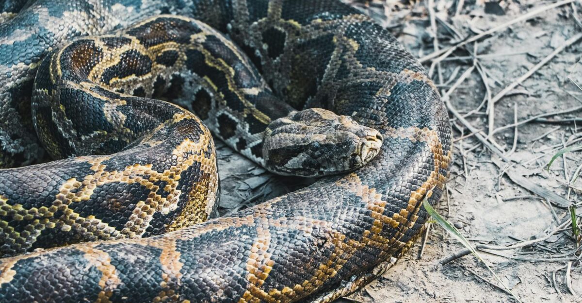 Detailed image of a Burmese python Python bivittatus in its natural environment
