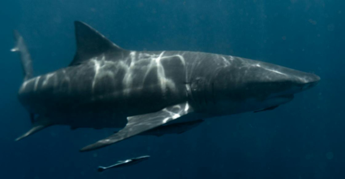 A great white shark swimming in the deep blue ocean showcasing the beauty of marine life