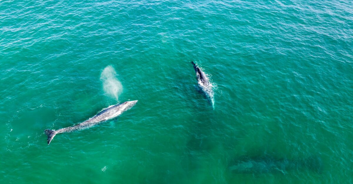 Aerial shot of gray whales swimming in turquoise waters off Todos Santos Mexico
