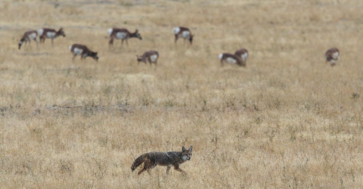 A coyote walks through a dry grassland with distant antelopes grazing in the background