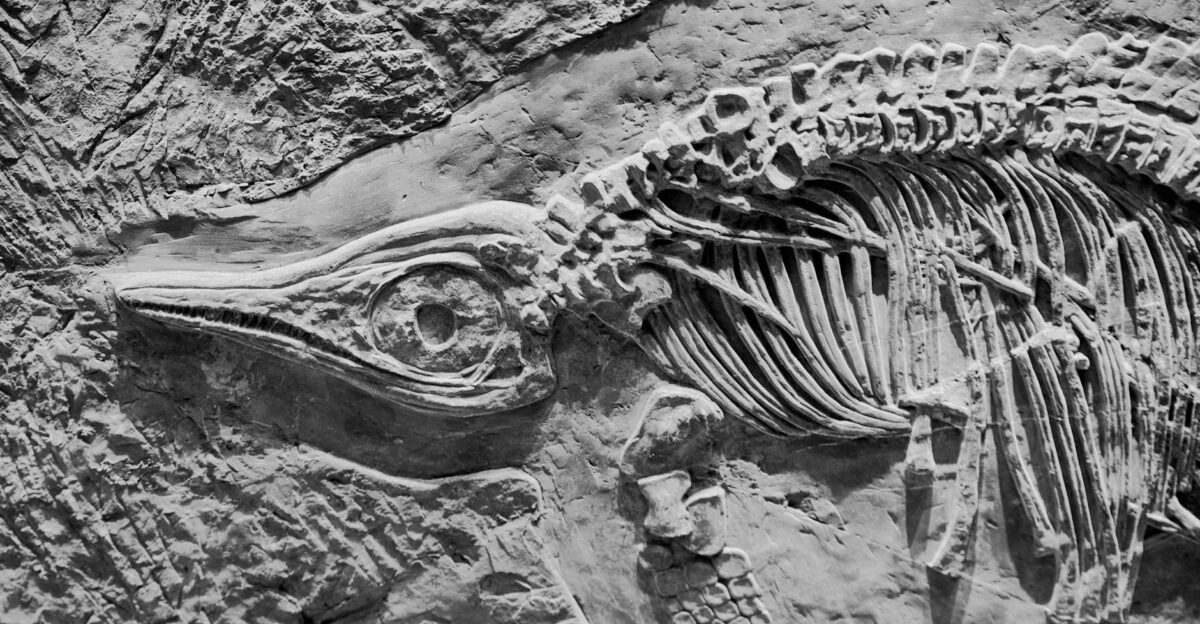 Close-up view of dinosaur fossil showcasing intricate skeletal details and textures