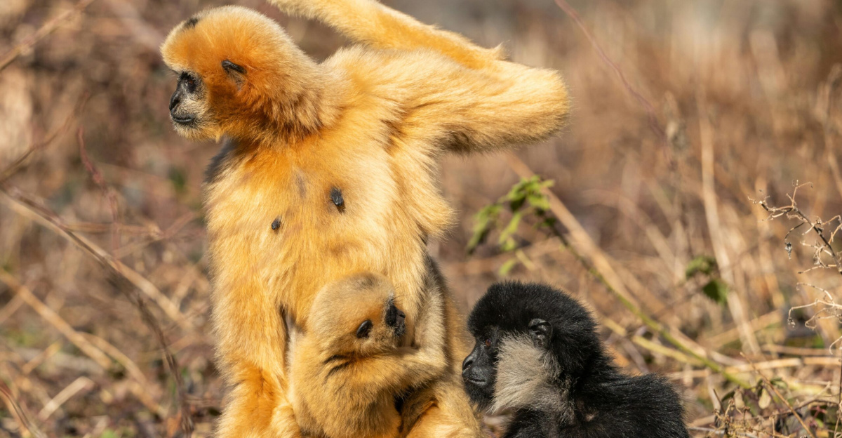 Nature scene of Golden Snub-nosed Monkeys in the wild, showcasing interaction and family dynamics.