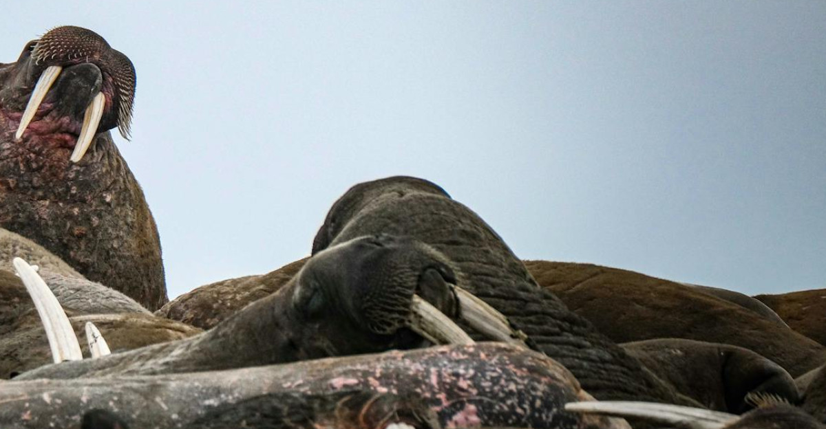 Walrus herd resting together in an Arctic landscape showcasing wildlife behavior