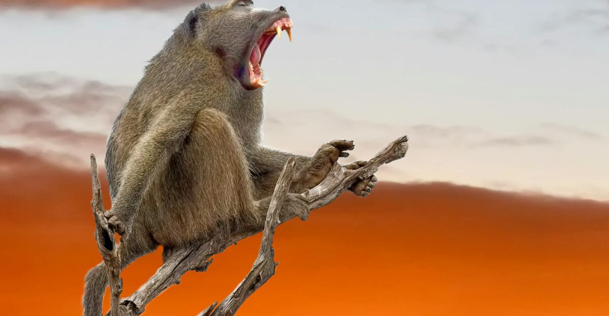 A baboon perched on a tree branch against a vivid sunset showcasing wildlife in its natural habitat