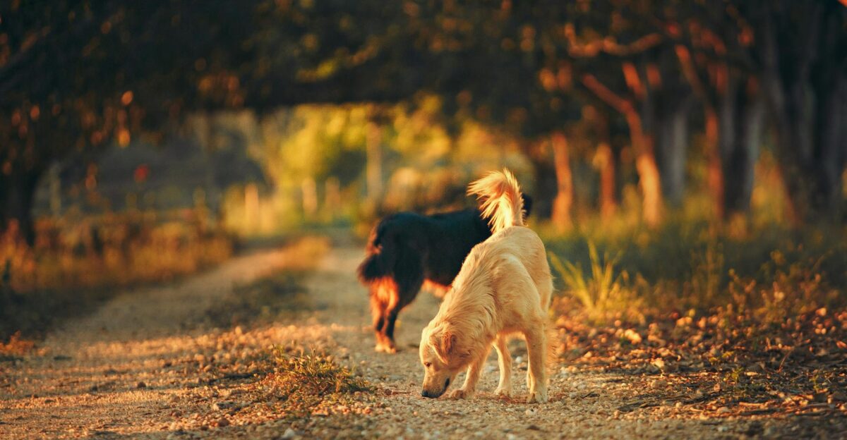 Two dogs wander a sunlit trail in a scenic autumn landscape