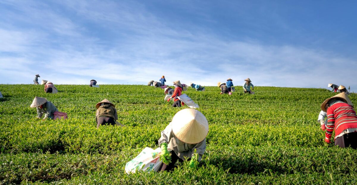 A group of farmers harvesting tea leaves in a verdant field under a clear blue sky