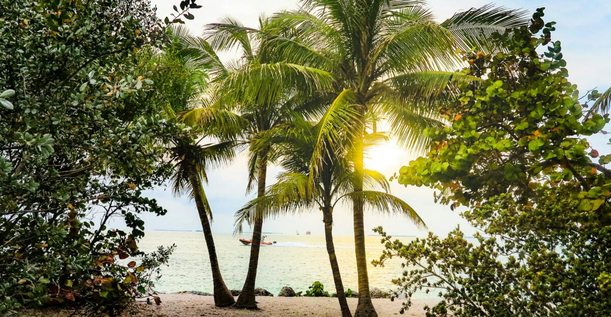 Embrace the serenity of a tropical sunset with palm trees along the Key West shore