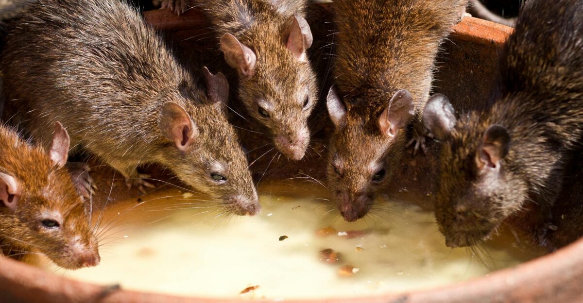 A group of brown rats drinking milk from a bowl outdoors in natural light