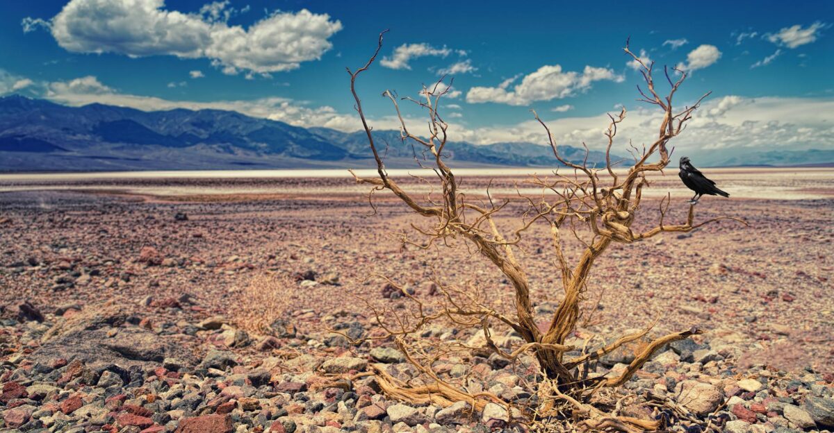 A single bird perched on a barren tree in an expansive desert landscape