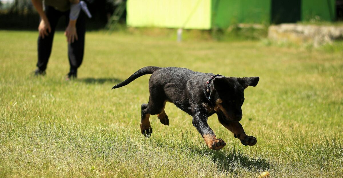 A young dog joyfully playing fetch on a grassy field with a person nearby