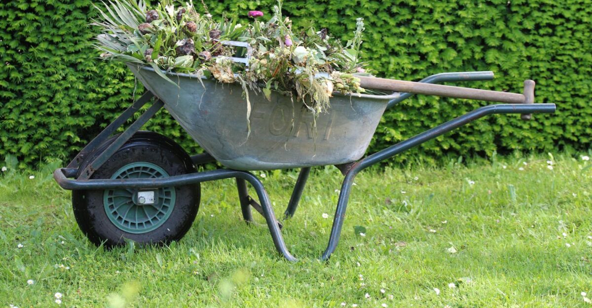 Old wheelbarrow filled with garden waste and weeds in a lush green backyard