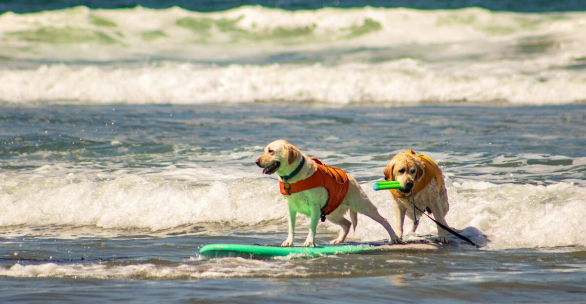 Two golden retrievers surfing with enthusiasm on a clear summer day