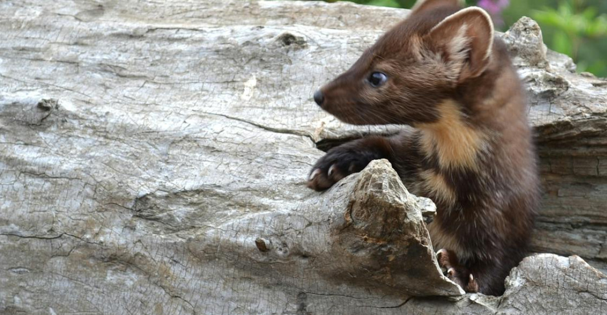 A curious American Pine Marten sits on a log showcasing Alaskan wildlife beauty