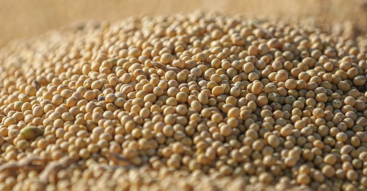 Detailed view of harvested soybeans highlighting agricultural abundance