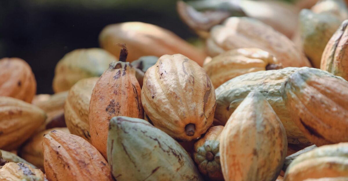 Close-up of ripe cacao pods in Paragominas Par Brazil showcasing agricultural abundance