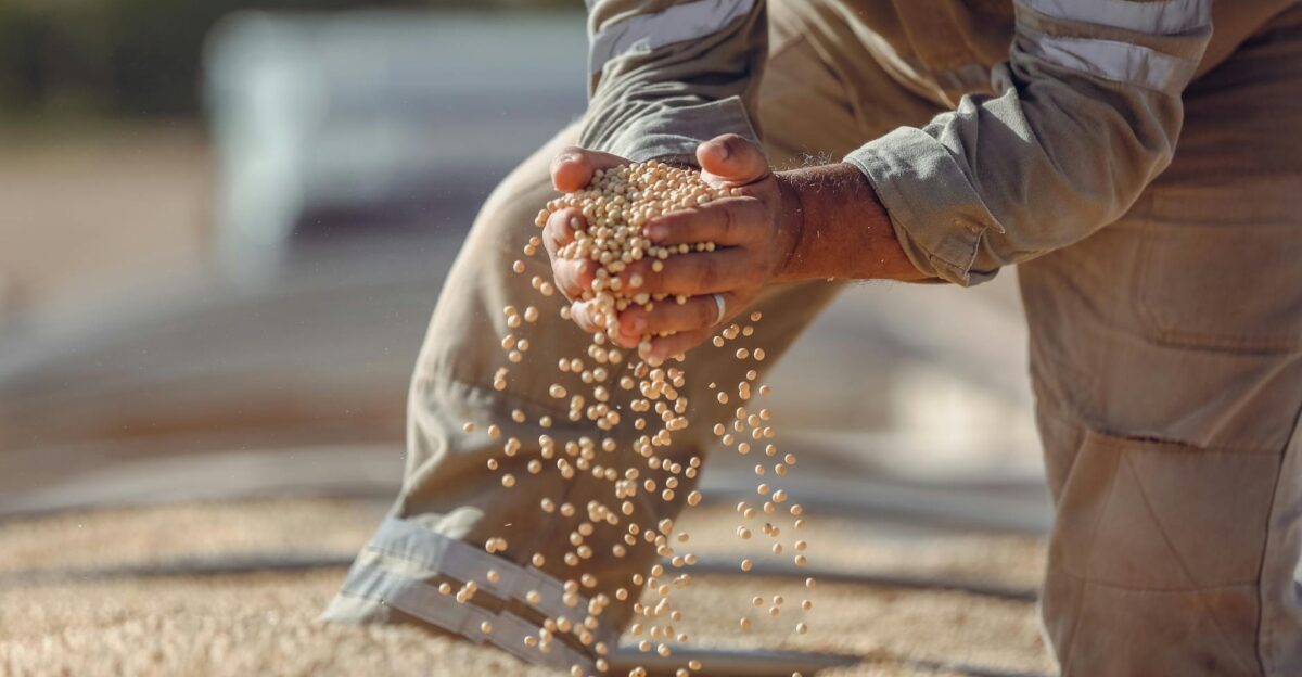 Hands holding soybeans during harvest in Paragominas Brazil showcasing agriculture
