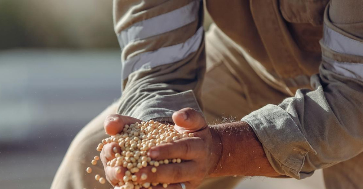 Hands holding soybeans during harvest in Paragominas Brazil showcasing agriculture