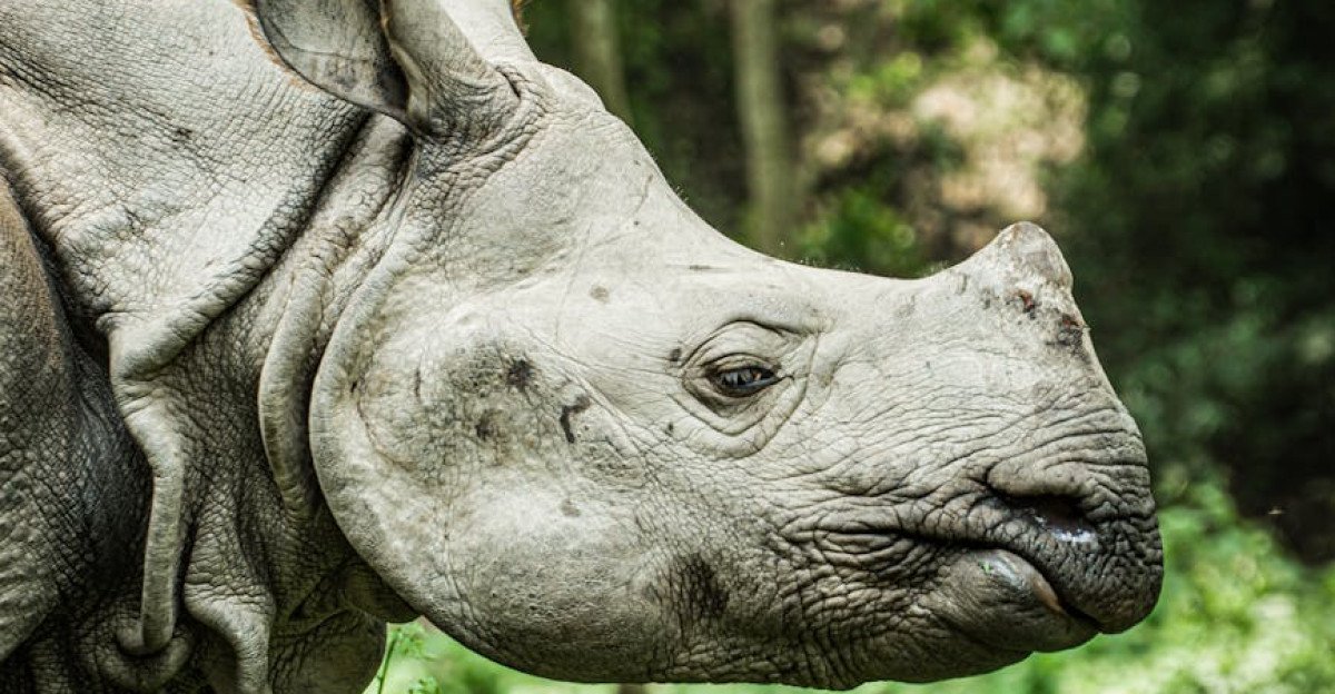 Close-up of a one-horned rhinoceros in Nepal s lush forest scenery