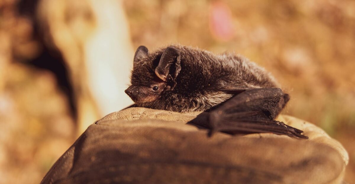 A close view of a cute bat resting on a leaf amid a warm natural setting