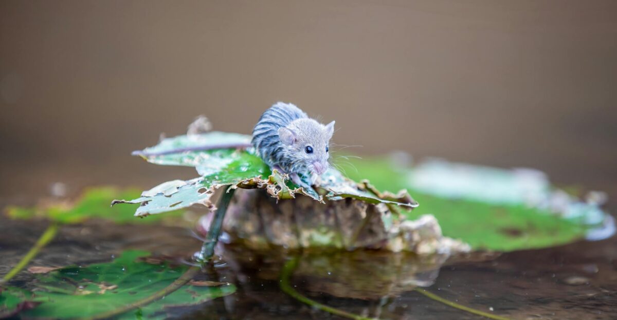 A small mouse perched on a floating lotus leaf in a serene pond captured in vivid detail