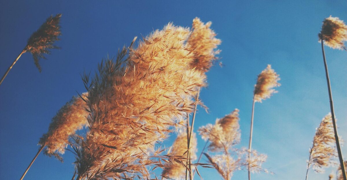 Close-up of golden phragmites swaying against a vivid blue sky in spring
