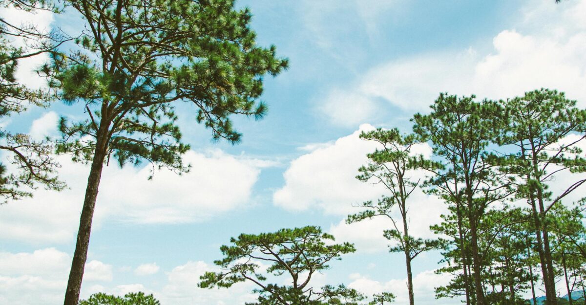 Discover the tranquil beauty of tall pine trees under a clear blue sky in L m ng Vietnam