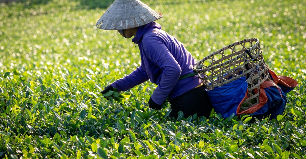 A worker handpicking tea leaves in a lush field in Ph Th Vietnam