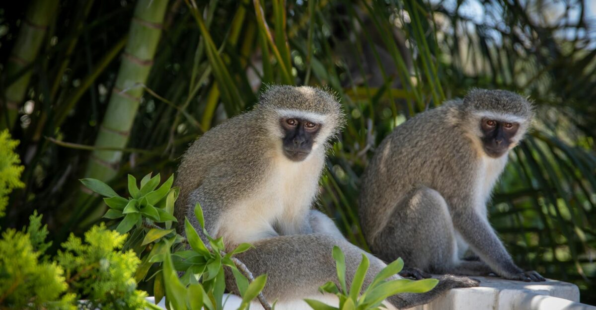 Two vervet monkeys sitting on a ledge in a lush jungle environment