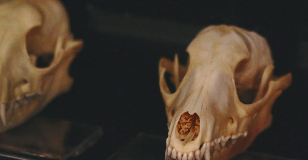 Close-up of various animal skulls displayed in a dark museum setting